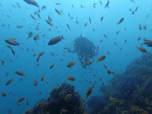 魚の群れ