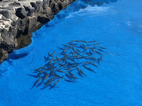 サカナの群れ