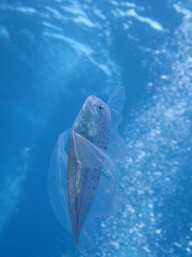 フリソデウオ