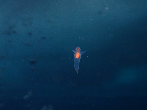 流氷の天使クリオネ