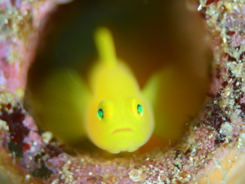 ミジンベニハゼ