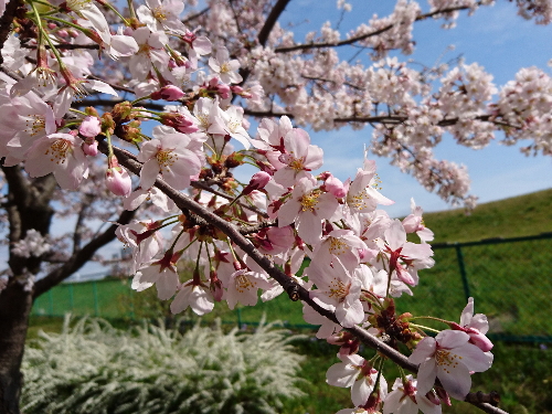 桜