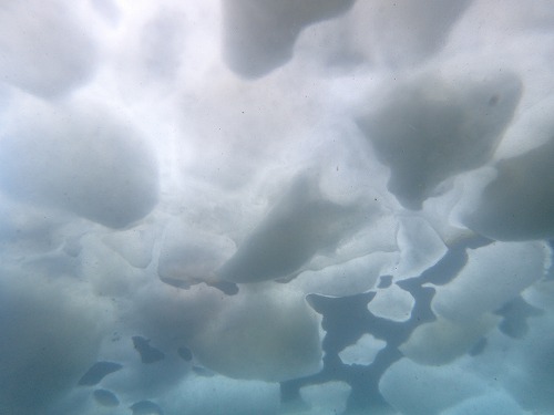 流氷ダイビング