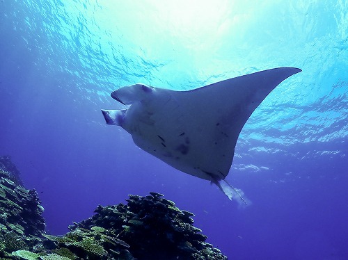manta