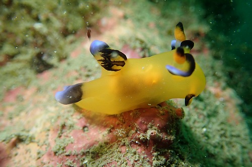 ウデフリツノザヤウミウシ