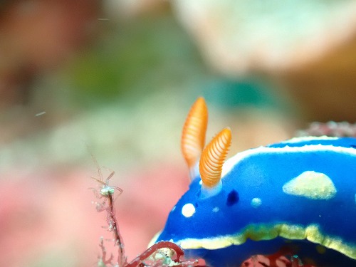 アオウミウシ
