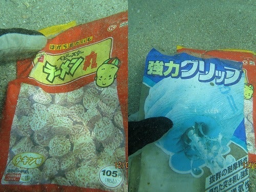 ノリスの海中清掃(愛媛県明浜)