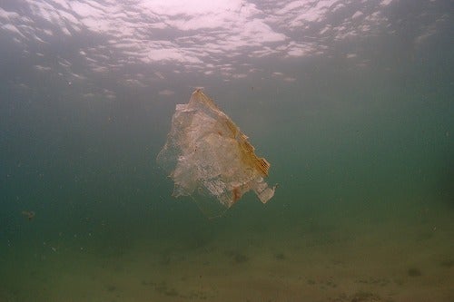 ノリスの海中清掃