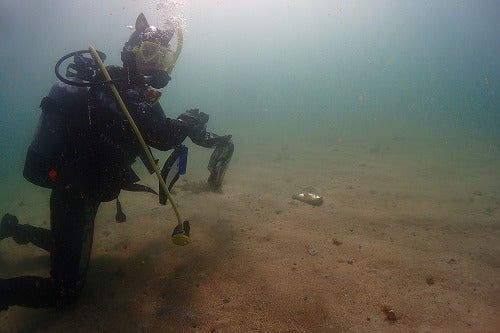 ノリスの海中清掃