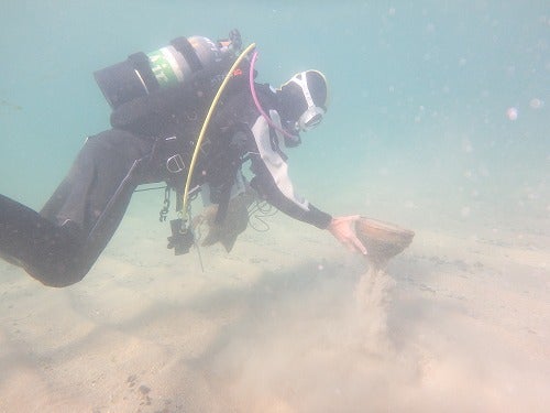 ノリスの海中清掃