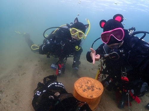 ノリスの海中清掃