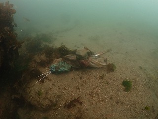 ノリスの海中清掃