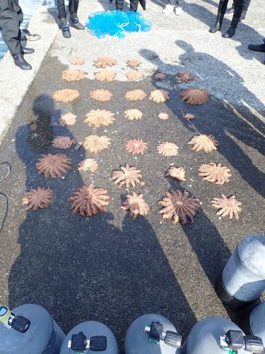 ノリスの海中清掃（オニヒトデ駆除）