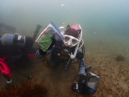 ノリスの海中清掃