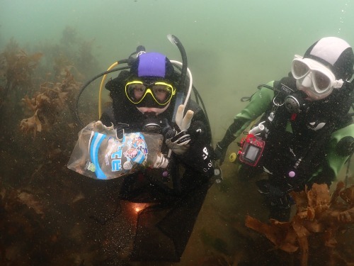 ノリスの海中清掃