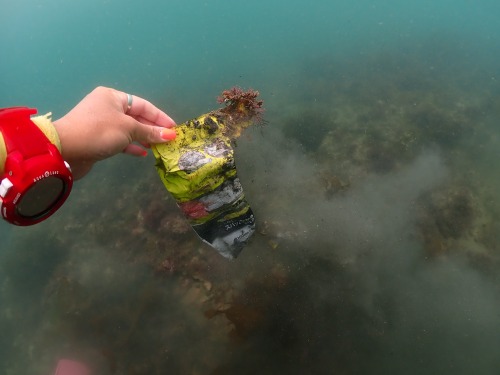 ノリスの海中清掃