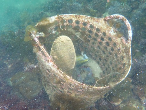 ノリスの海中清掃
