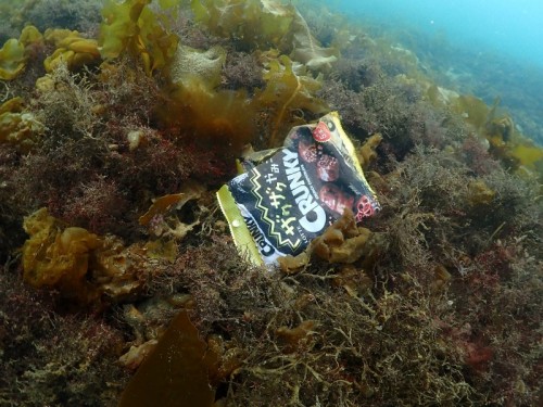 ノリスの海中清掃