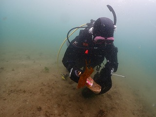 ノリスの海中清掃