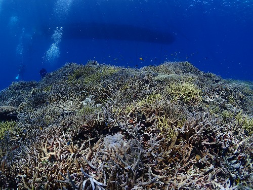 西表島のキレイなサンゴ