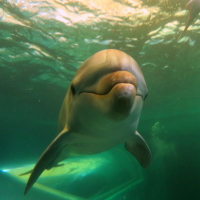 舞子【串本1泊2日】イルカと泳げる水槽ダイブへ！ @ 串本