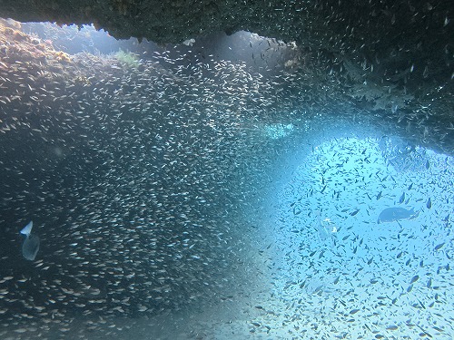 “群れ・小魚たち”の正体は?