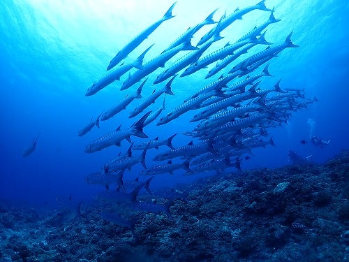 各店この冬のオススメ大型ツアー♪