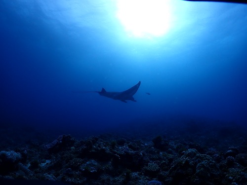 沖縄・久米島（ダイビング）